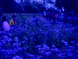 les phacélies (fleurs bleues)